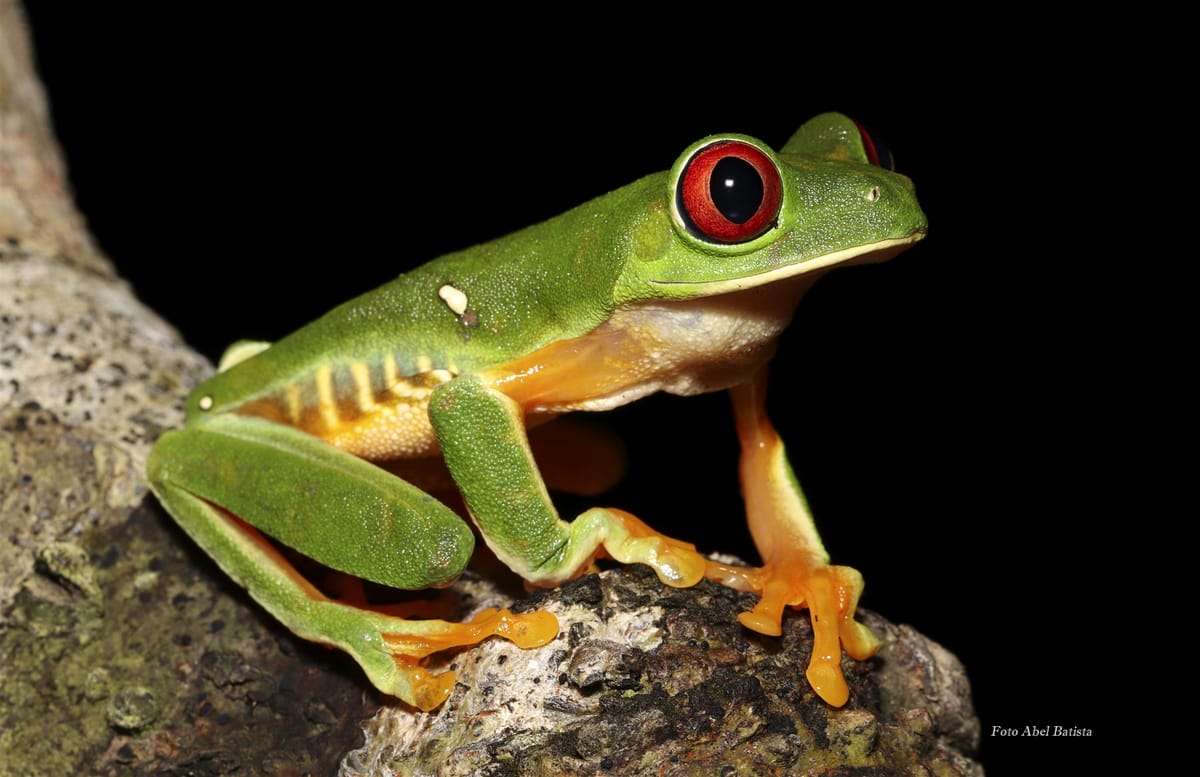La selva de noche