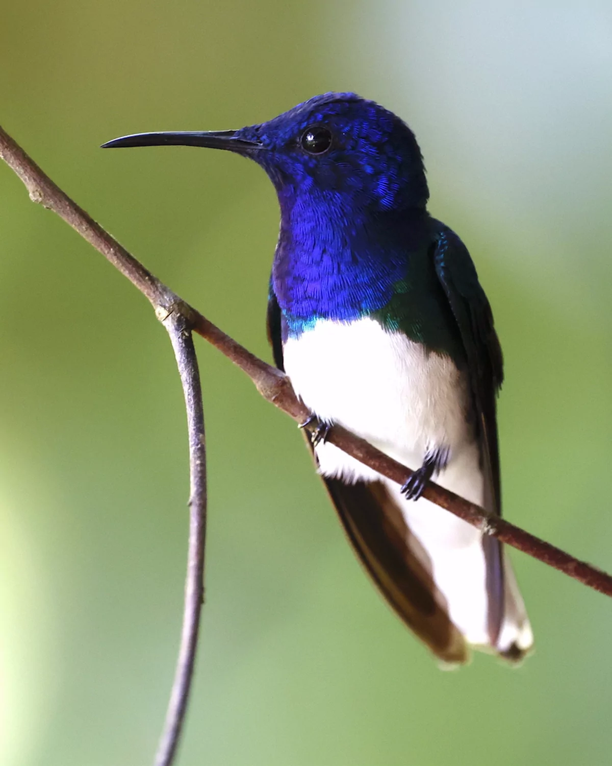 Colibrí jacobino